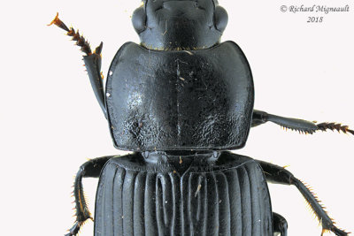 Ground Beetle - Anisodactylus - Subgenus Anisodactylus sp2 2 m18 