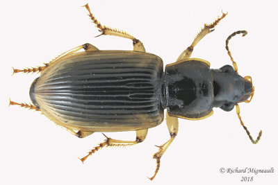 Ground beetle - Anisodactylus discoideus 1 m18