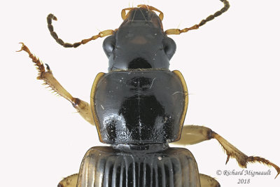 Ground beetle - Anisodactylus discoideus 2 m18 