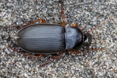 Ground beetle - Harpalus - Subgenus Pseudoophonus m18 