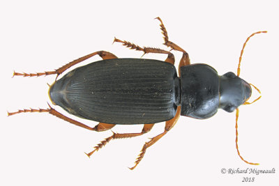 Ground beetle - Harpalus rufipes 1 m18 