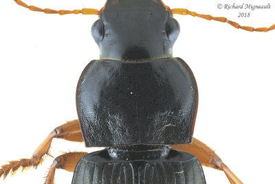 Ground beetle - Harpalus rufipes 2 m18 