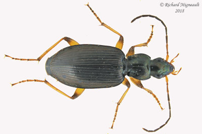 Ground Beetle - Agonum extensicolle 1 m18 