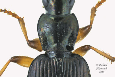 Ground Beetle - Agonum extensicolle 2 m18 