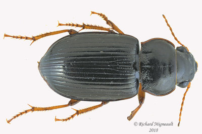 Ground beetle - Amara avida 1 m18 