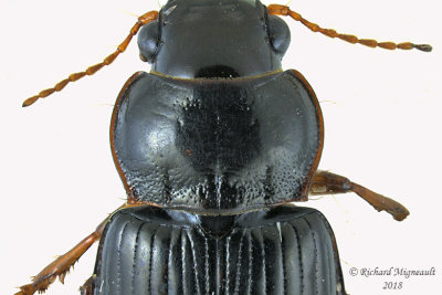 Ground beetle - Amara avida 2 m18