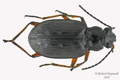 Ground beetle - Bembidion carinula 1 m18
