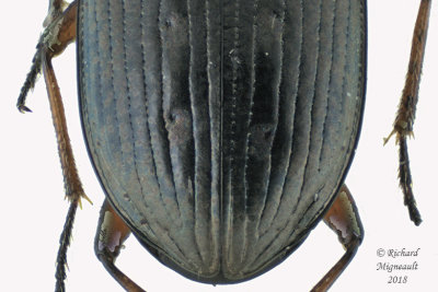 Ground beetle - Bembidion carinula 2 m18 
