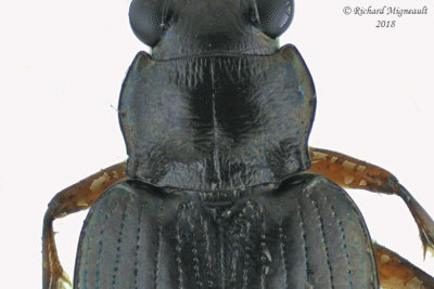 Ground beetle - Bembidion carinula 3 m18
