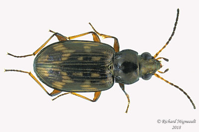 Ground beetle - Bembidion castor m18 