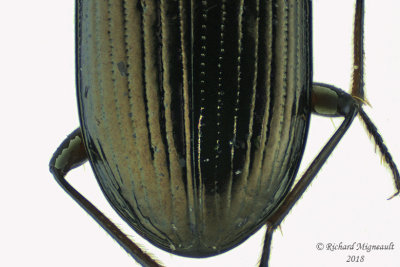 Ground beetle - Bembidion chalceum group3 2 m18 