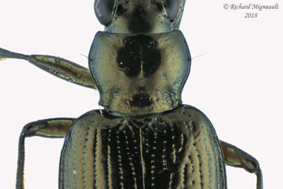 Ground beetle - Bembidion chalceum group3 3 m18 