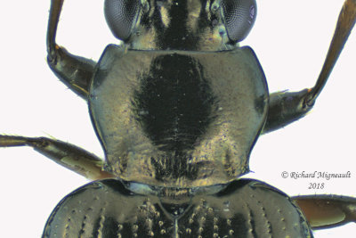Ground beetle - Bembidion chalceum group4 3 m18 