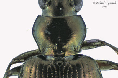 Ground beetle - Bembidion chalceum group5 3 m18