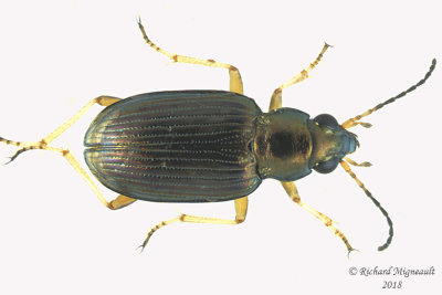 Ground beetle - Bembidion confusum1 1 m18 