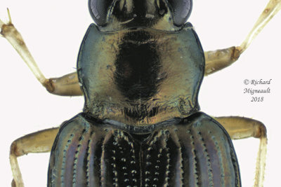 Ground beetle - Bembidion confusum1 3 m18 