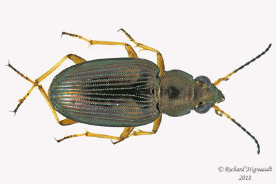 Ground beetle - Bembidion confusum2 1 m18 