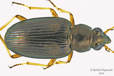 Ground beetle - Bembidion confusum2 2 m18 