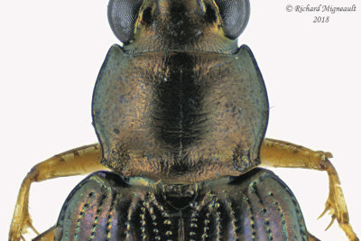 Ground beetle - Bembidion confusum2 3 m18 