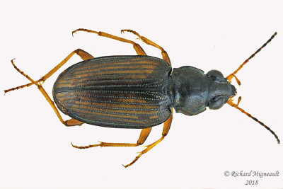 Ground beetle - Bembidion confusum3 1 m18 