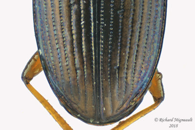 Ground beetle - Bembidion confusum3 2 m18 