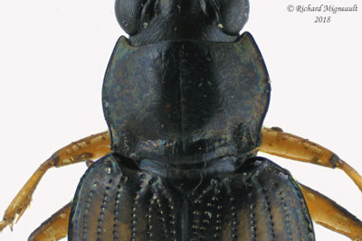 Ground beetle - Bembidion confusum3 3 m18 