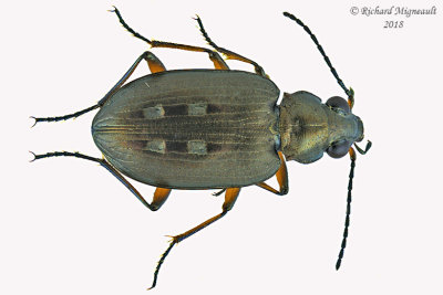 Ground beetle - Bembidion punctatostriatum 1 m18 