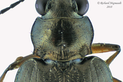 Ground beetle - Bembidion punctatostriatum 2 m18