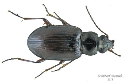 Ground beetle - Bembidion salebratum1 1 m18 