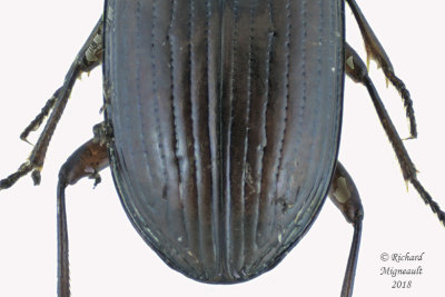 Ground beetle - Bembidion salebratum1 2 m18