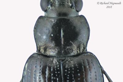 Ground beetle - Bembidion salebratum1 3 m18