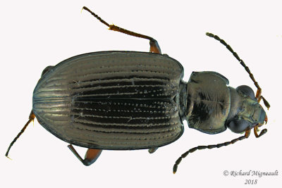 Ground beetle - Bembidion salebratum2 1 m18