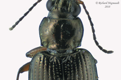 Ground beetle - Bembidion salebratum2 3 m18 