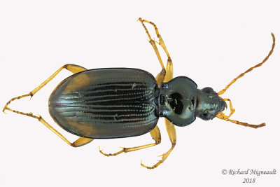 Ground beetle - Bembidion postremum 1 m18
