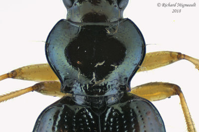 Ground beetle - Bembidion postremum 2 m18