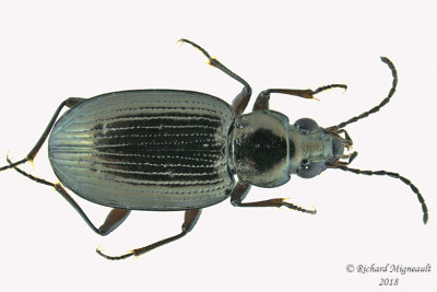 Ground beetle - Bembidion Subgenus Pseudoperyphus sp1 m18 1