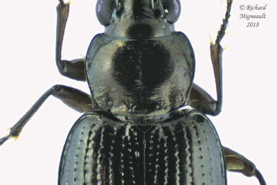 Ground beetle - Bembidion Subgenus Pseudoperyphus sp1 m18 3