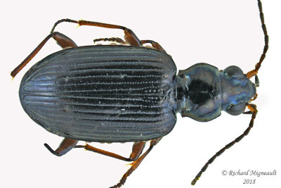 Ground beetle - Bembidion carolinense m18 1