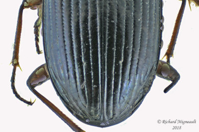 Ground beetle - Bembidion carolinense m18 2