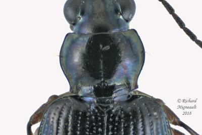 Ground beetle - Bembidion carolinense m18 3
