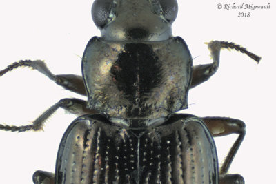 Ground beetle - Bembidion sp7 3 m18 