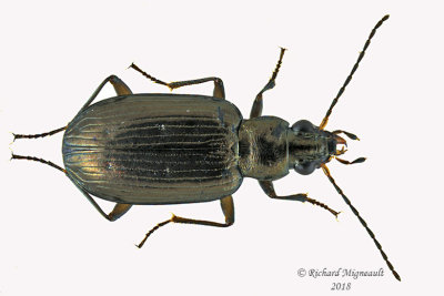 Ground beetle - Bembidion Subgenus Pseudoperyphus sp3 m18 1