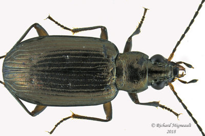 Ground beetle - Bembidion Subgenus Pseudoperyphus sp3 m18 2