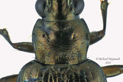 Ground beetle - Bembidion Subgenus Pseudoperyphus sp3 m18 3