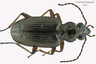 Ground beetle - Bembidion Subgenus Pseudoperyphus sp4 m18 1