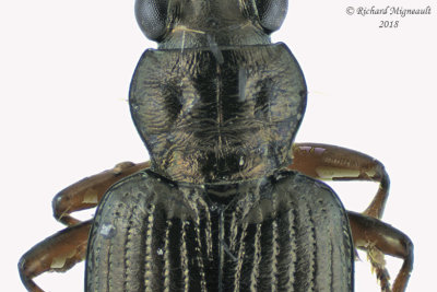 Ground beetle - Bembidion Subgenus Pseudoperyphus sp4 m18 3