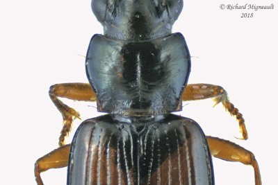 Ground Beetle - Bembidion sulcipenne 3 m18 
