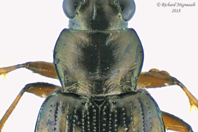 Ground beetle - Bembidion versicolor2 2 m18 