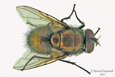 Blow Fly - Lucilia sericata, male1 1 m18 