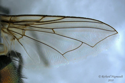 Blow Fly - Lucilia sericata, male1 2 m18 